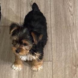 Ann - Chocolate, tan and white female Yorkshire Terrier puppy in Jacksonville, Florida from Lake Shore Yorkies