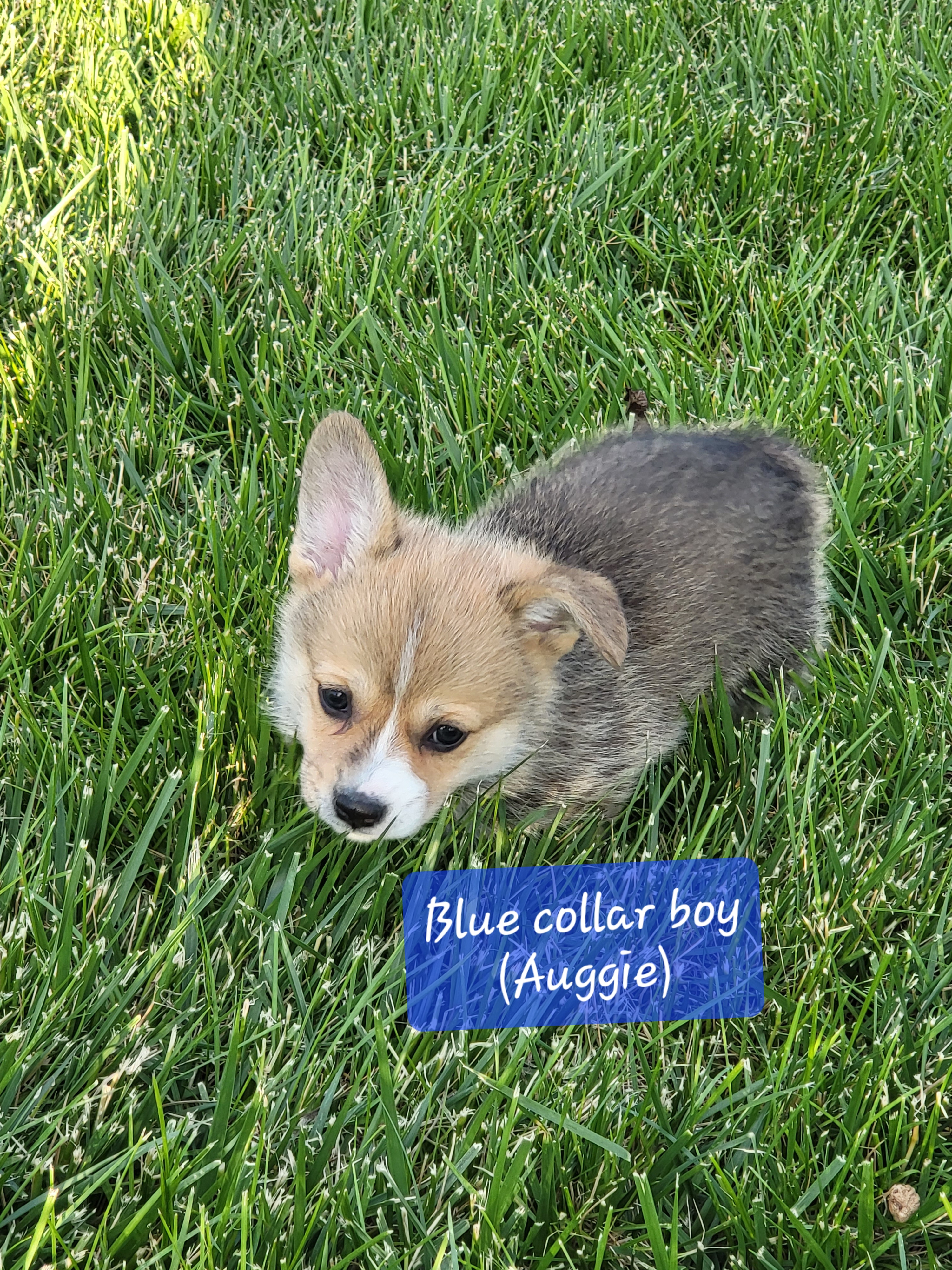 Dachshund and Pembroke Welsh Corgi Puppies from TS Dachshunds and Corgis