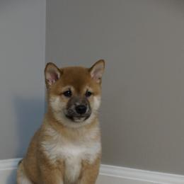 Shiba Inu Puppies from Veronika's Shiba Inus