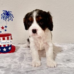 Boy 2 - male Cavalier King Charles Spaniel puppy in Conroe, Texas from CURTIS CAVALIERS