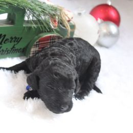 Coco - Black male Goldendoodle puppy in Arlington, Texas from Chambers Doodle Patch