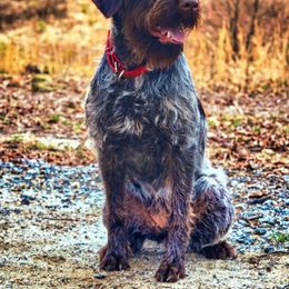 Wirehaired Pointing Griffon Puppies from Saint Barbara's Wirehaired Pointing Griffons