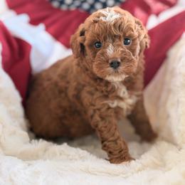 Dumplin - Red  male Goldendoodle puppy in Somerset, Kentucky from Hilltop Doodles KY LLC