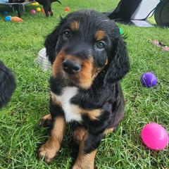 Gordon Setter Puppies from Tom McCleary