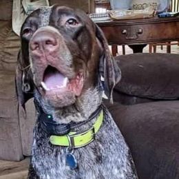 Copper - Liver roan male German Shorthaired Pointer puppy in Whitelaw, Wisconsin from French Creek GSPs