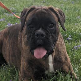 Lera - Boxer