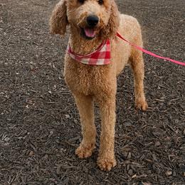 Chy - Goldendoodle