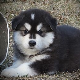 Mickey - Seal and white Alaskan Malamute puppy in Michigan from Warrior’s Legacy Alaskan Malamutes