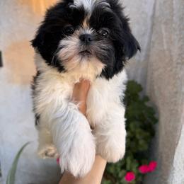 Ronald - Black and white male Shih Tzu puppy in Apple Valley, California from Southern California Shih Tzu Palace