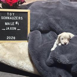 Jaxon - White male Miniature Schnauzer puppy in Littleton, Colorado from Wahl 2 Wahl Schnauzers