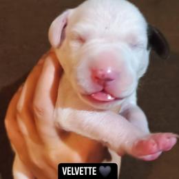 Velvette (Black Collar Female) - White and liver brown female Dalmatian puppy in Raymondville, Missouri from Wagner's Dalmatian's