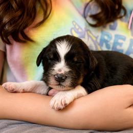 Nirvana - Tri-color female Bernedoodle puppy in Louisville, Arkansas from Darlin’s Doodles