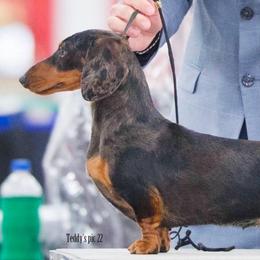 Wicked - Dachshund