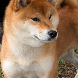 Goro - Shiba Inu