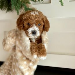 Sage (Purple) - Red  female Goldendoodle puppy in St. George, Utah from Dashing Doodle Pups
