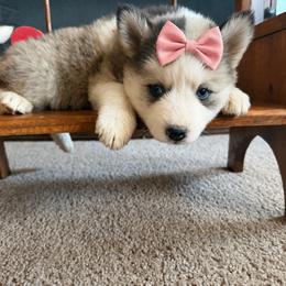 Melody - Tri-color female Pomsky puppy in Amarillo, Texas from Pom Pom Pomskies