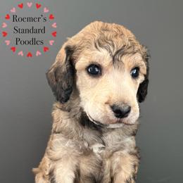 Poodle Puppies from Roemer’s Standard Poodles