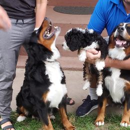 Bernedoodles, Bernese Mountain Dogs, Cavapoos, Goldendoodles, and Poodles from Happy Valley Puppies