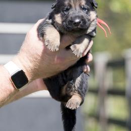 German Shepherd Puppies from Vom Haus Rabenstein