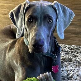 Mylo - Weimaraner