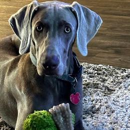 Mylo - Weimaraner
