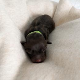 Flynn - Red tri male Miniature Australian Shepherd puppy in Pollok, Texas from Pineywoods Pups