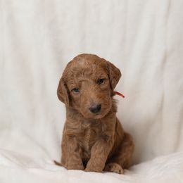 Goldendoodle and Poodle Puppies from Desert Born Kennel