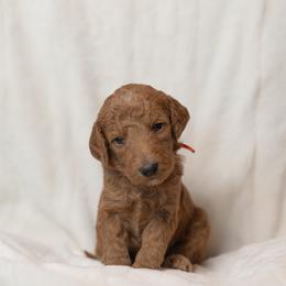 Goldendoodle and Poodle Puppies from Desert Born Kennel