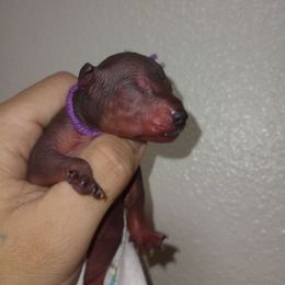 Boy 5 Purple - Slate male Xoloitzcuintli puppy in Atwater, California from Cen Cal Xoloitzcuintle