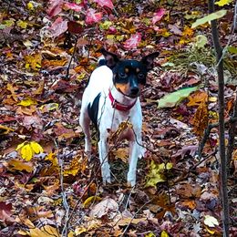Farrah - Rat Terrier