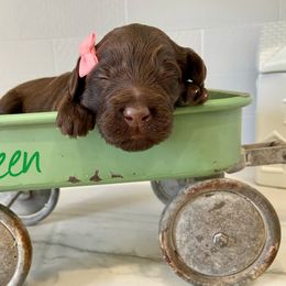 Girl 3 - Labradoodle puppy in Cedar City, Utah from Doodles Playground
