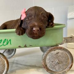 Girl 3 - Labradoodle puppy in Cedar City, Utah from Doodles Playground