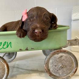 Girl 3 - Labradoodle puppy in Cedar City, Utah from Doodles Playground