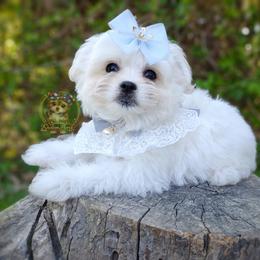 Companion Cross, Havanese, Mal-Shi, Maltese, Maltipoo, Morkie, and Shih Tzu Puppies from Seeking Shalom Acres Maltese, Maltipoos & Havamalts