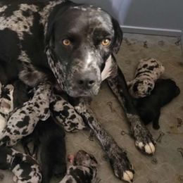 Dixie - Catahoula Leopard Dog