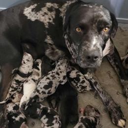 Dixie - Catahoula Leopard Dog