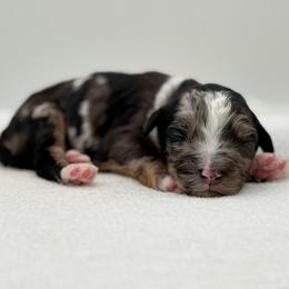 Gilbert - Blue merle male Bernedoodle puppy in Bellville, Ohio from Bernedoodle Buddies