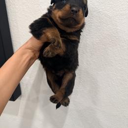 Lenox - Black and mahogany male Rottweiler puppy in Parker, Colorado from Denver Rotties