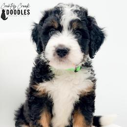 Ilia - Tri-color male Bernedoodle puppy in Tipton, Indiana from Country Creek Doodles
