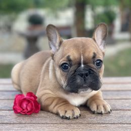 French Bulldog Puppies from Country Bumpkins Frenchies