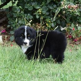 Black tri 1 - Black tri male Miniature Australian Shepherd puppy in Joshua, Texas from Double M Toy and Mini Aussies