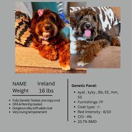 Kelce - Bernedoodle