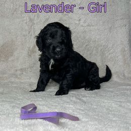 Goldendoodle and Poodle Puppies from Poodles and Doodles By Grace