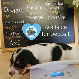 Drogon - Piebald male Dachshund puppy in Hoquiam, Washington from Heyd's Mini Dachshunds