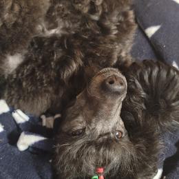 Poodle All Grown Up from Reflexxion Poodles