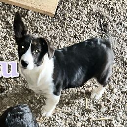 Hoku (star) - Black and white American Corgi puppy in Wapakoneta, Ohio from Rocking D-C Canines