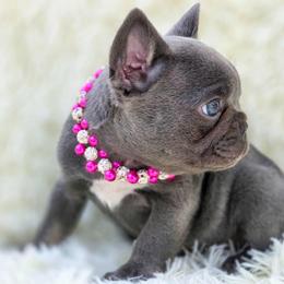 French Bulldog and Pekingese Puppies from SFLK
