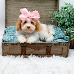 Charlotte - White female Cavapoo puppy in Statesville, North Carolina from Doodle Babies