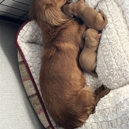 Noble - Dachshund