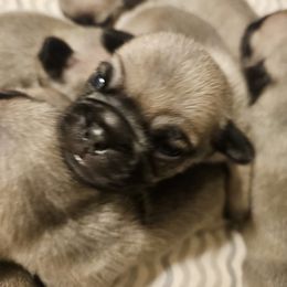 Pink collar - Fawn female Pug puppy in Canterbury, Connecticut from Pug Palace Kennel